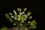 Roadside pennycress 